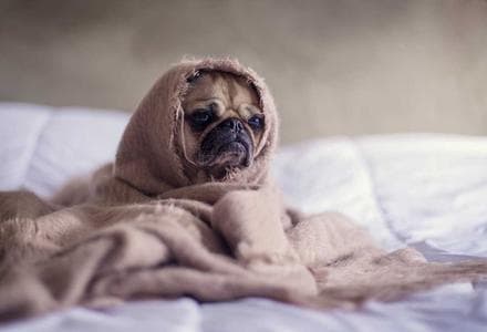Dog in a blanket